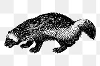 Woodchuck png sticker, vintage animal illustration, transparent background. Free public domain CC0 image.