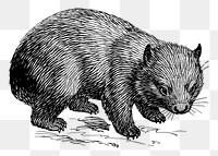 Wombat png sticker, vintage animal illustration, transparent background. Free public domain CC0 image.