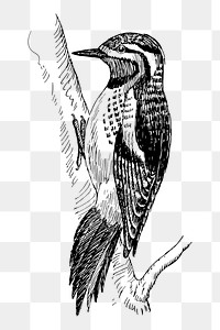 Sapsucker bird png sticker, vintage animal illustration, transparent background. Free public domain CC0 image.