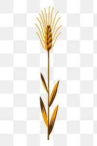 Wheat png sticker, vintage plant illustration, transparent background. Free public domain CC0 image.