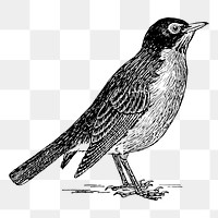 American robin bird png sticker, vintage animal illustration, transparent background. Free public domain CC0 image.