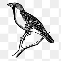 Grosbeak bird png sticker, vintage animal illustration, transparent background. Free public domain CC0 image.