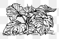 Rhubarb png sticker, vintage vegetable illustration, transparent background. Free public domain CC0 image.