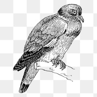 Ring dove bird png sticker, vintage animal illustration, transparent background. Free public domain CC0 image.