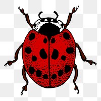 Ladybug png sticker, vintage insect illustration, transparent background. Free public domain CC0 image.