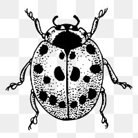 Ladybug png sticker, vintage insect illustration, transparent background. Free public domain CC0 image.