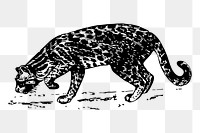 Ocelot png sticker, vintage animal illustration, transparent background. Free public domain CC0 image.