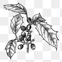 Holly png sticker, vintage plant illustration, transparent background. Free public domain CC0 image.