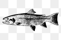 Salmon fish png sticker, vintage sea animal illustration, transparent background. Free public domain CC0 image.