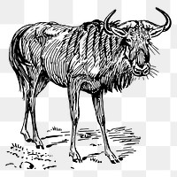 Gnu png sticker, vintage animal illustration, transparent background. Free public domain CC0 image.