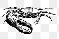 Fiddler crab png sticker, vintage sea animal illustration, transparent background. Free public domain CC0 image.