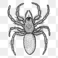 Spider png sticker, vintage animal illustration, transparent background. Free public domain CC0 image.