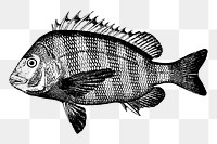 Sheepshead fish png sticker, vintage sea animal illustration, transparent background. Free public domain CC0 image.