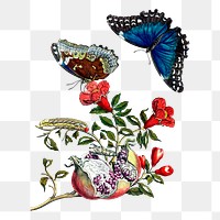 Butterfly png sticker, vintage insect illustration, transparent background. Free public domain CC0 image.