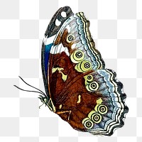 Butterfly png sticker, vintage insect illustration, transparent background. Free public domain CC0 image.