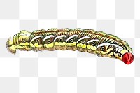 Caterpillar  png sticker, vintage insect illustration, transparent background. Free public domain CC0 image.