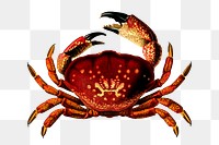 Stone crab png sticker, vintage sea animal illustration, transparent background. Free public domain CC0 image.