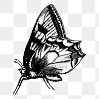 Butterfly png sticker, vintage insect illustration, transparent background. Free public domain CC0 image.