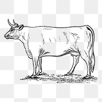 Cow, bull png sticker, vintage animal illustration, transparent background. Free public domain CC0 image.