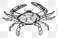 Crab png sticker, vintage sea animal illustration, transparent background. Free public domain CC0 image.