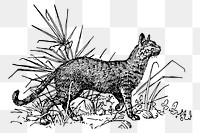 Wild cat png sticker, vintage animal illustration, transparent background. Free public domain CC0 image.