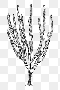 Cactus tree png sticker, vintage plant illustration, transparent background. Free public domain CC0 image.