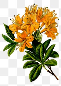 Rhododendron flower png sticker, vintage plant illustration, transparent background. Free public domain CC0 image.