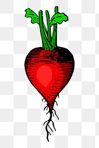 Red radish png sticker, vintage vegetable illustration, transparent background. Free public domain CC0 image.