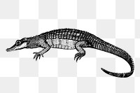 Caiman, crocodile png sticker, vintage animal illustration, transparent background. Free public domain CC0 image.