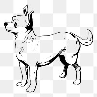 Chihuahua dog png sticker, vintage animal illustration, transparent background. Free public domain CC0 image.