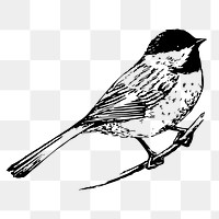 Black-capped chickadee png sticker, vintage animal illustration, transparent background. Free public domain CC0 image.