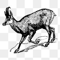 Chamois png sticker, vintage animal illustration, transparent background. Free public domain CC0 image.