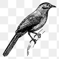 Catbird png sticker, vintage animal illustration, transparent background. Free public domain CC0 image.