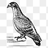 Carriage pigeon png bird sticker, vintage animal illustration, transparent background. Free public domain CC0 image.