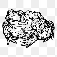Warty toad png sticker illustration, transparent background. Free public domain CC0 image.