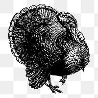 Turkey bird png sticker illustration, transparent background. Free public domain CC0 image.