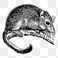 Cute dormouse png sticker illustration, transparent background. Free public domain CC0 image.
