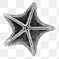 Starfish png sticker illustration, transparent background. Free public domain CC0 image.