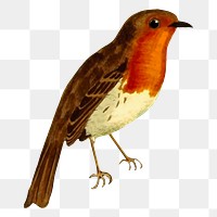 European robin bird png sticker illustration, transparent background. Free public domain CC0 image.