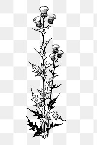 Thistle flower png sticker illustration, transparent background. Free public domain CC0 image.