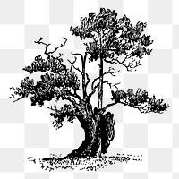 Sparse tree png sticker illustration, transparent background. Free public domain CC0 image.