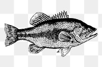 Fish png sticker illustration, transparent background. Free public domain CC0 image.