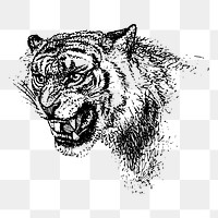 Roaring tiger png sticker illustration, transparent background. Free public domain CC0 image.