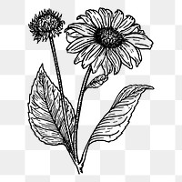 Sunflower png sticker illustration, transparent background. Free public domain CC0 image.
