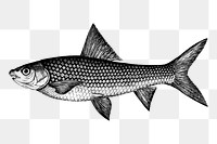 Fish png sticker illustration, transparent background. Free public domain CC0 image.