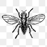 Fly insect png sticker illustration, transparent background. Free public domain CC0 image.