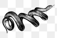 Coiled snake png sticker illustration, transparent background. Free public domain CC0 image.