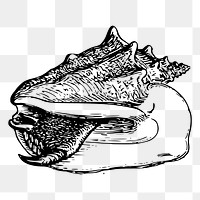 Conch png sticker illustration, transparent background. Free public domain CC0 image.