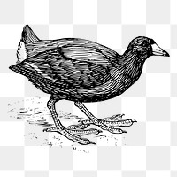 Coot bird png sticker illustration, transparent background. Free public domain CC0 image.