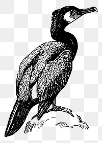 Cormorant bird png sticker illustration, transparent background. Free public domain CC0 image.